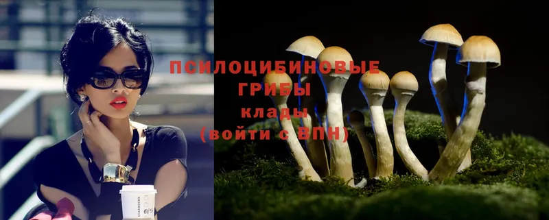 omg ССЫЛКА  Новочебоксарск  Галлюциногенные грибы Magic Shrooms  купить  